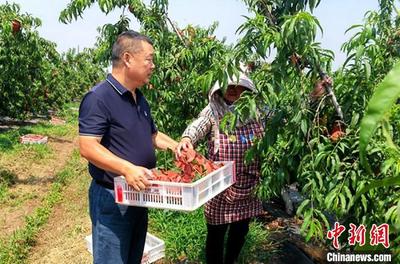 科技特派員扎根江蘇新沂農(nóng)村傳經(jīng)送寶助力&ldquo;甜蜜產(chǎn)業(yè)&rdquo;