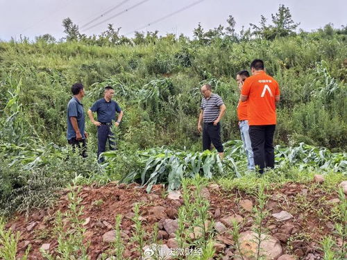 平安產險重慶分公司 綠色通道 科技防災 護航農戶災后恢復