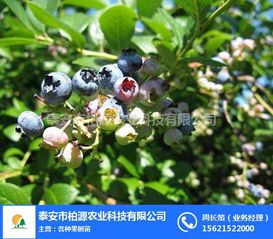 柏源農業(yè)科技公司 專業(yè)組培藍莓苗與農業(yè)科技服務